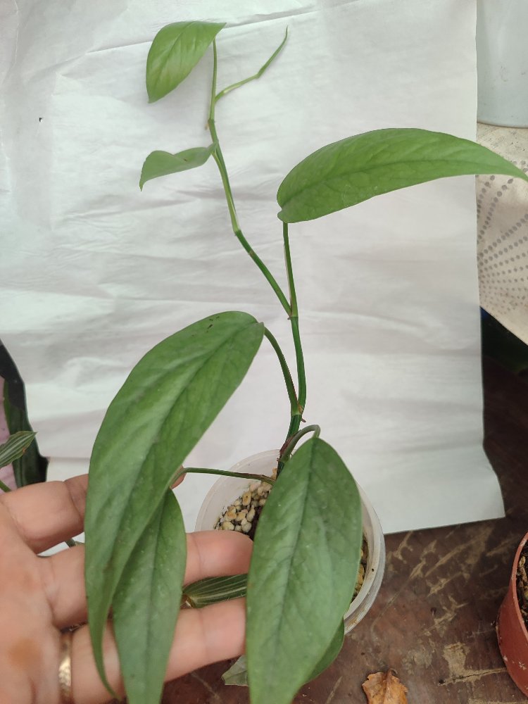 Epipremnum cebu blue olgunluga gecmekte