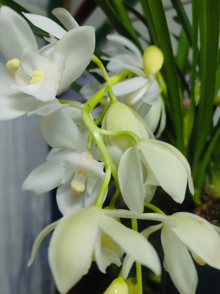 Cymbidium