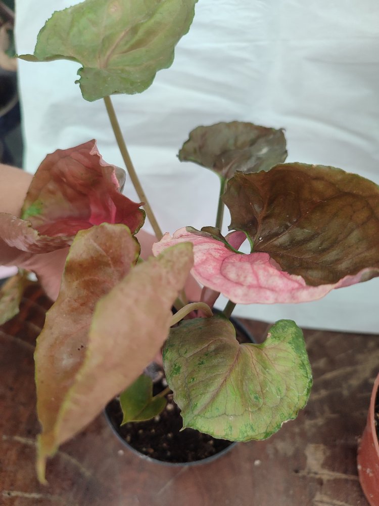 Syngonium Strawberry İce buyuk boy