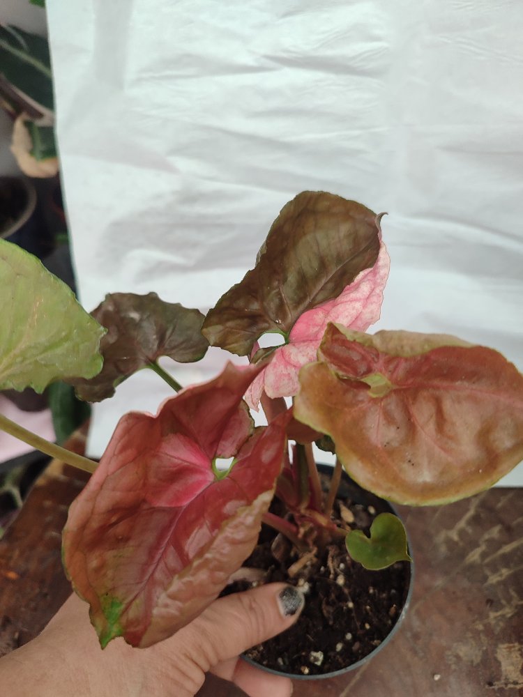 Syngonium Strawberry İce buyuk boy