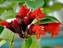 Tomurcuklu, buyuk boy Ruj Cicegi #aeschinantusradicans