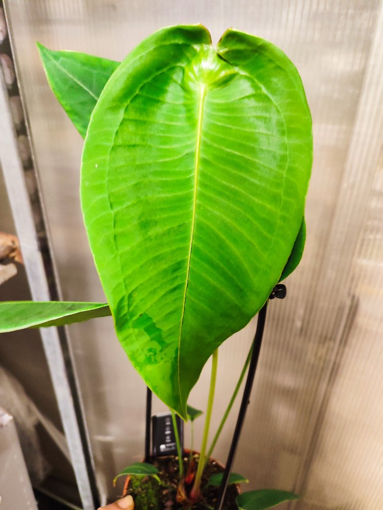 Anthurium Peltigerum
