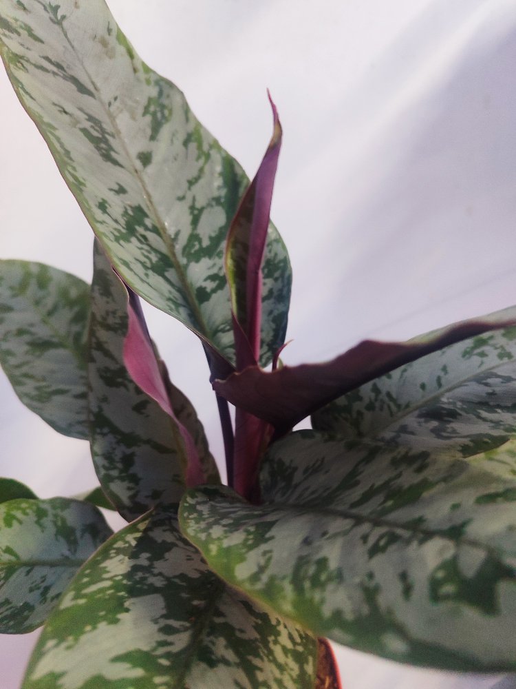 Apobalis altissima