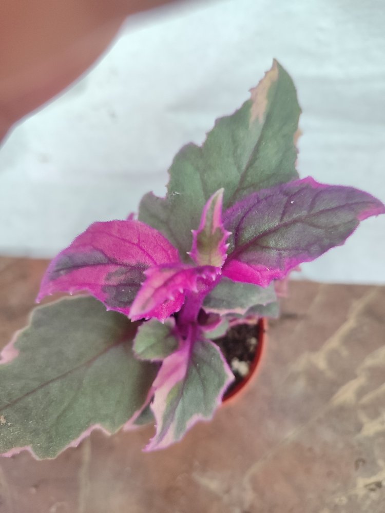 Gynura Arabitica Varigate