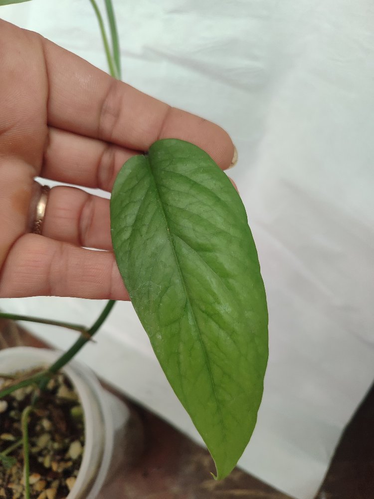 Epipremnum cebu blue olgunluga gecmekte