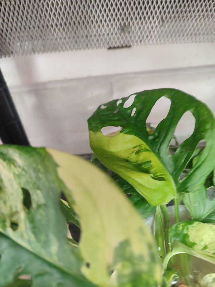 Monstera Adansonii Aurea Köklü celikler
