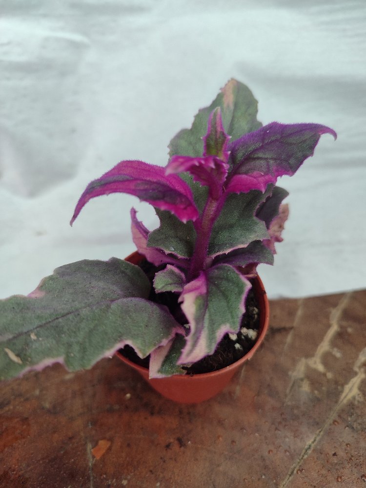 Gynura Arabitica Varigate