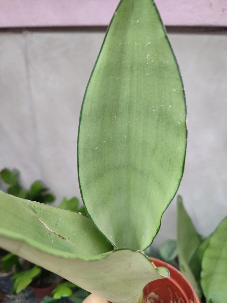 Sansaveria Moon Shine