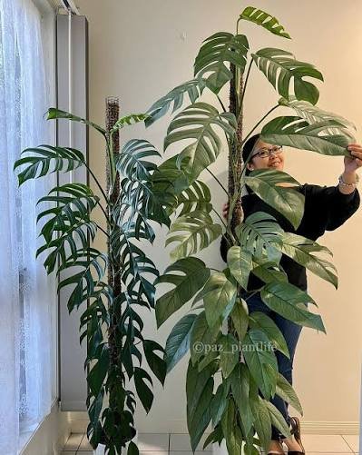 Epipremnum cebu blue olgunluga gecmekte