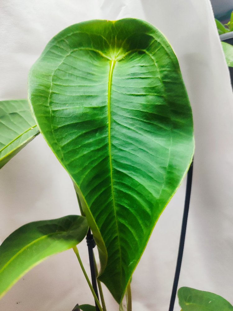 Anthurium Peltigerum