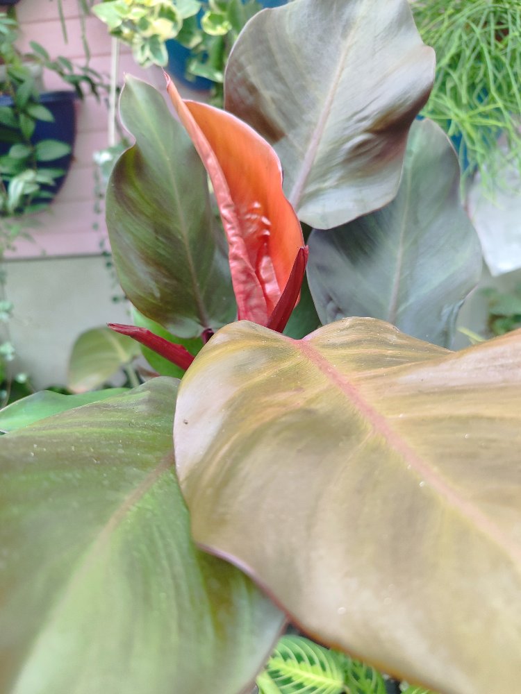 Philodendron Mccoleys finale