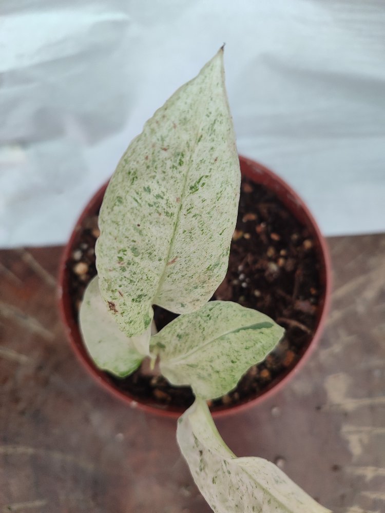 Monstera Laniata Mint nadir tür