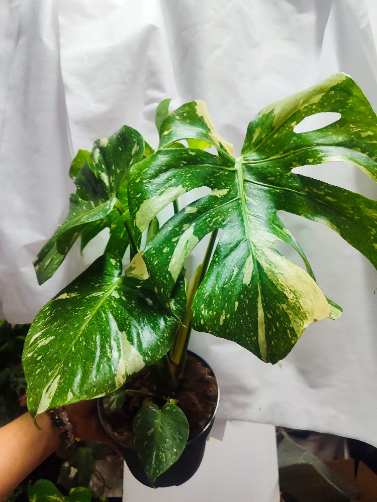 Monstera Thai Constalation