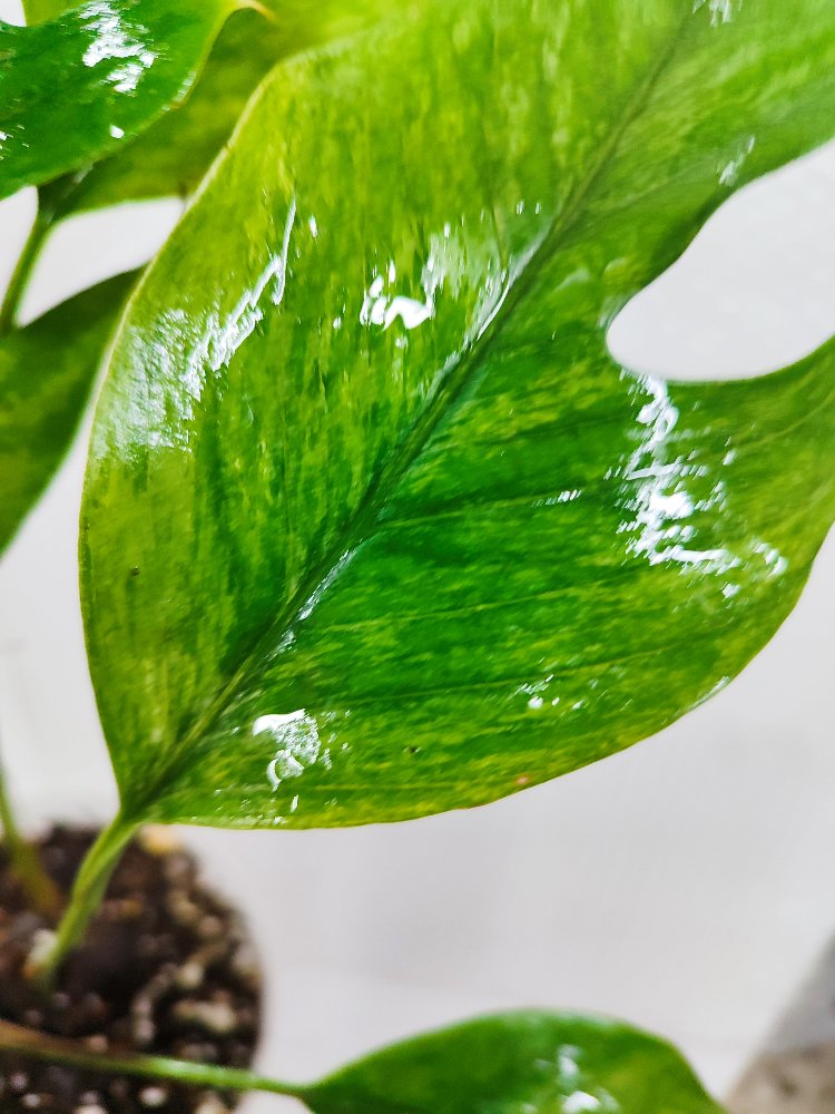 Epipremnum Pinnatum Mint Variegata