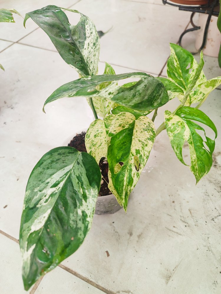 Epipremnum Marble King