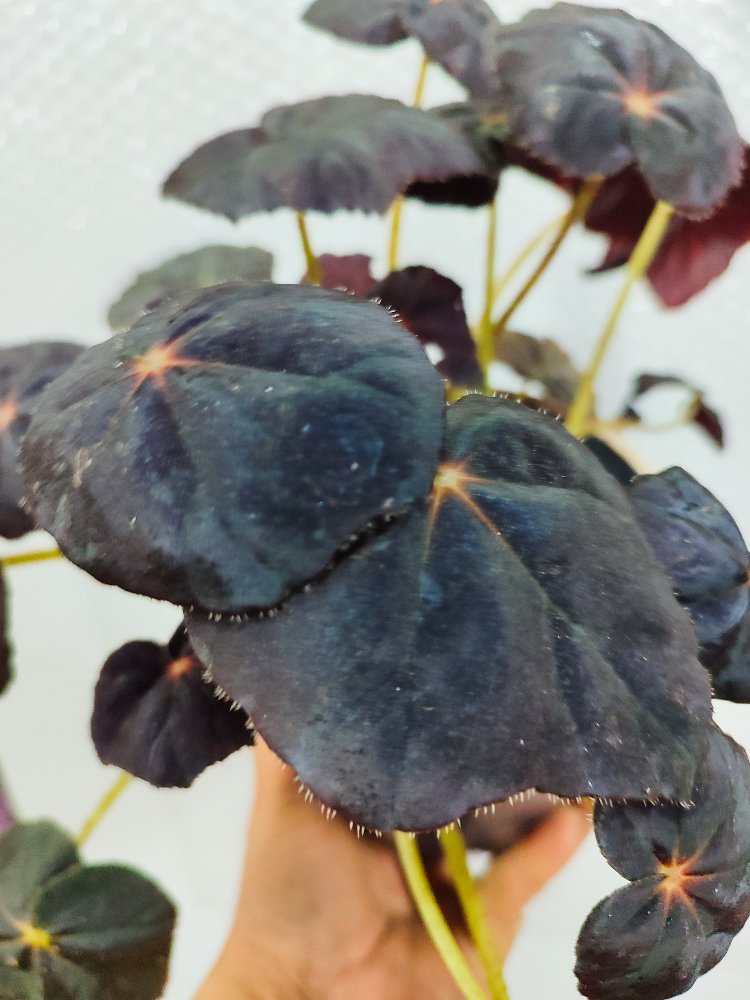 Begonia Red Conga
