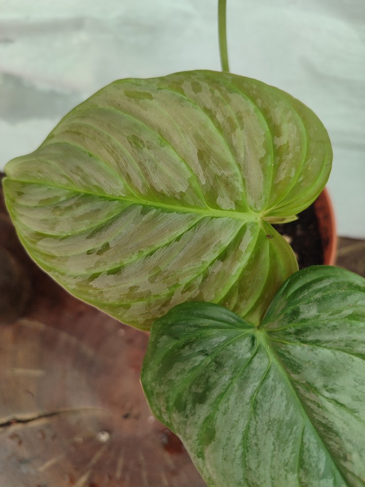 Philodendron Majestik