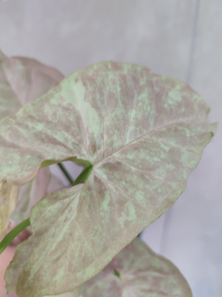 Syngonium Pink Cloud