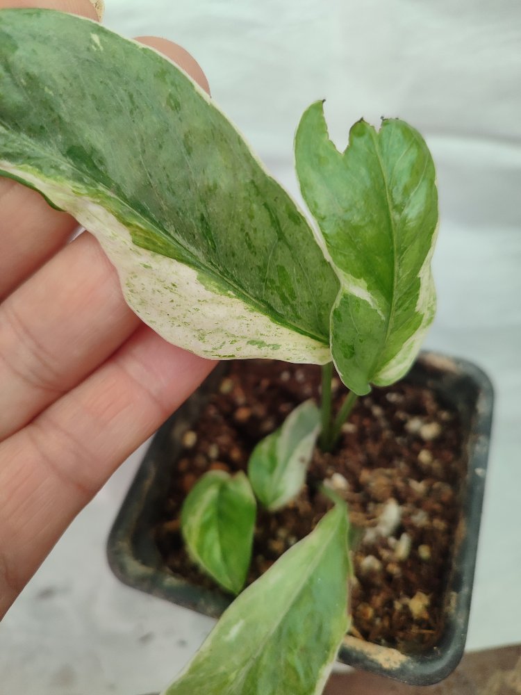 Epipremnum Cebu Blue Albo varirgata