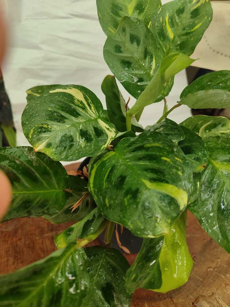 Calathea Varigated