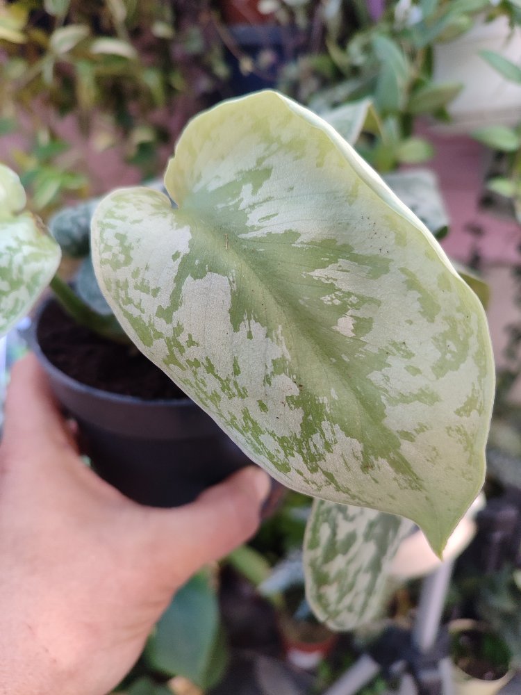 Scindapsus Exotica