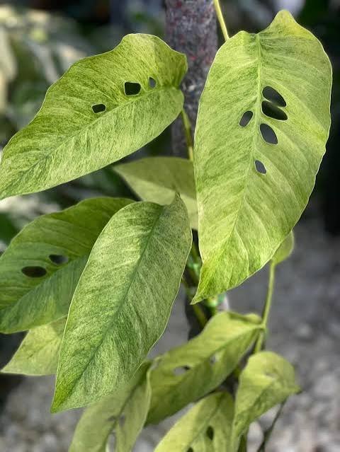 Monstera Laniata Mint nadir tür