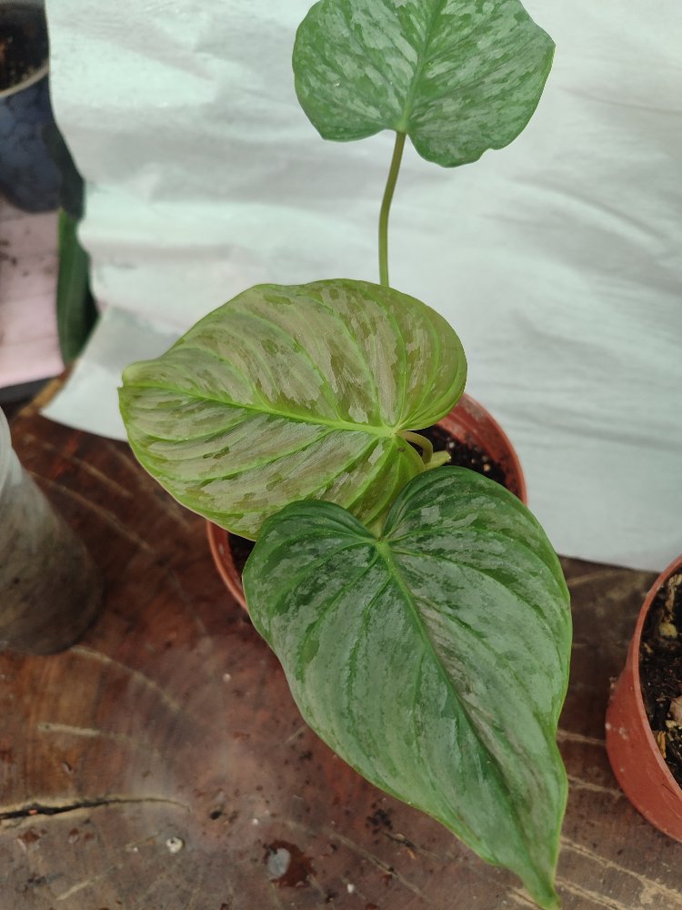 Philodendron Majestik