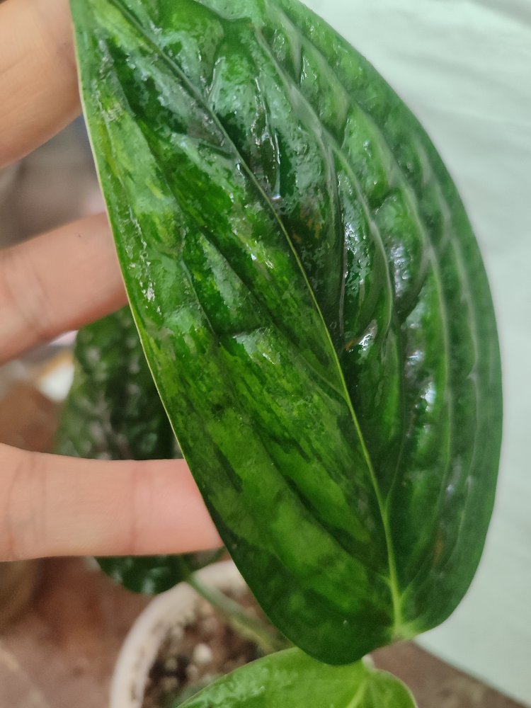 Monstera Peru , olgunlastikca renk belirginlesir
