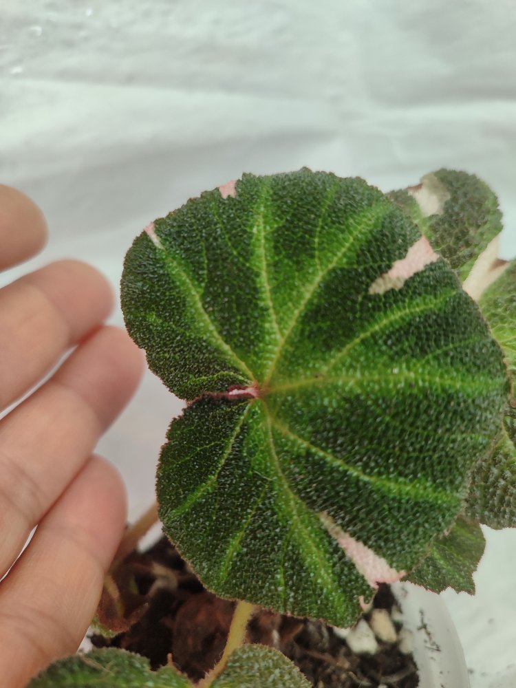 Begonia Solimutata Variegata