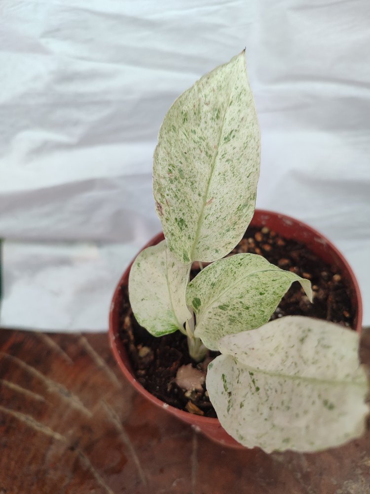 Monstera Laniata Mint nadir tür