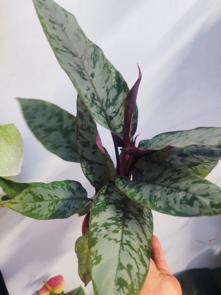 Apobalis altissima