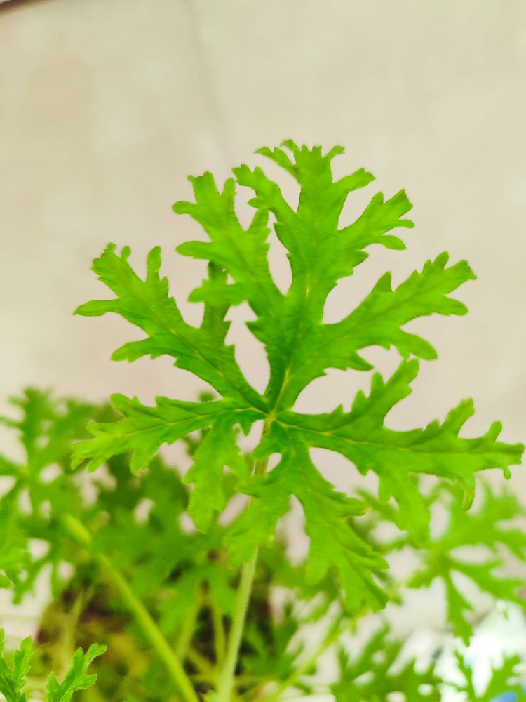 Geranium - Itır