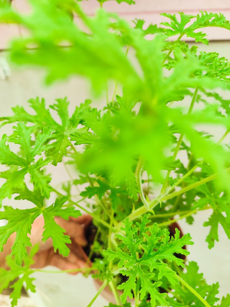 Geranium - Itır