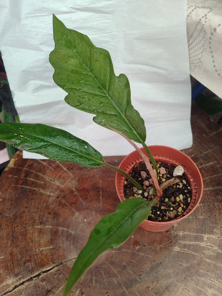 Philodendron Chocoempres
