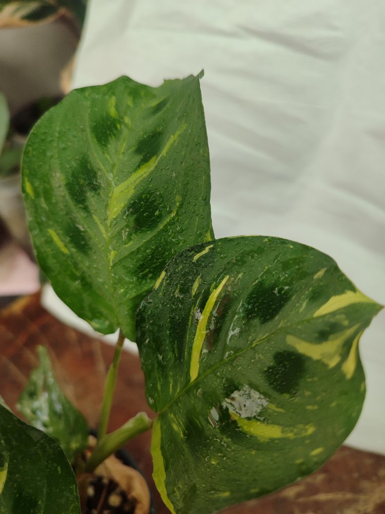 Calathea Varigated