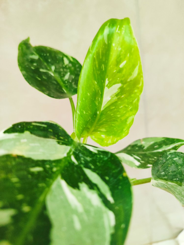 Philodendron White wizard