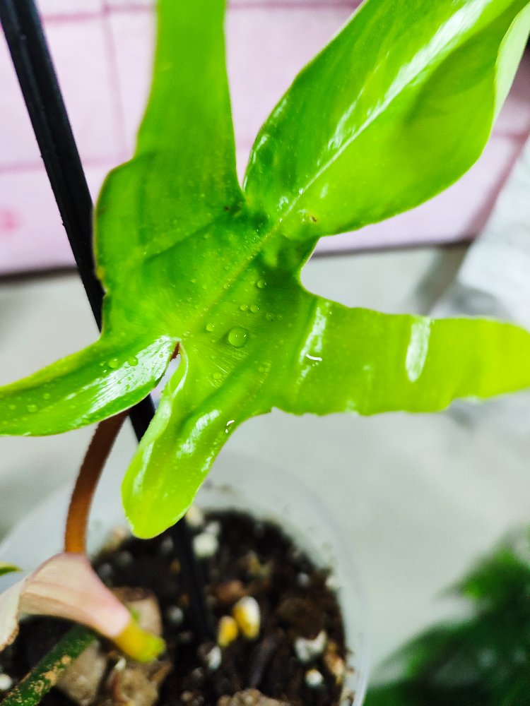 Philodendron Florida Beauty, 