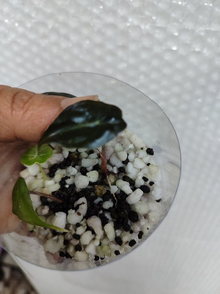 Alocasia Venom Bebekleri 