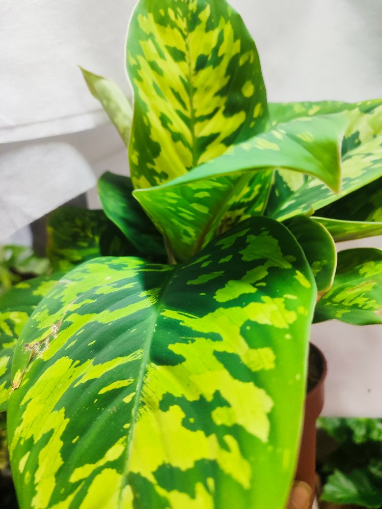Homolomena camuflage