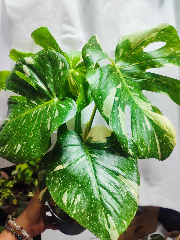 Monstera Thai Constalation