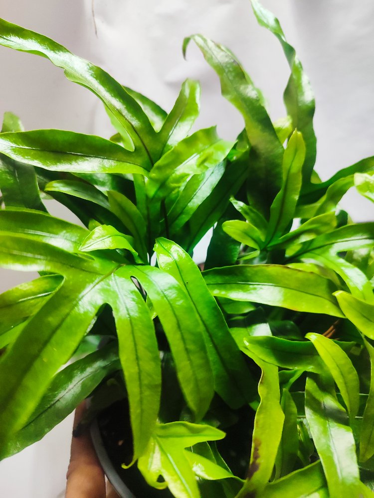 Microsorum diversifolium