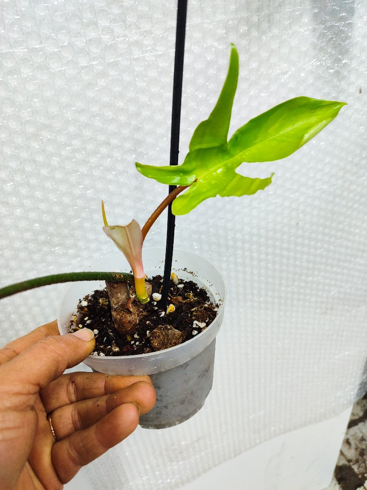 Philodendron Florida Beauty, 