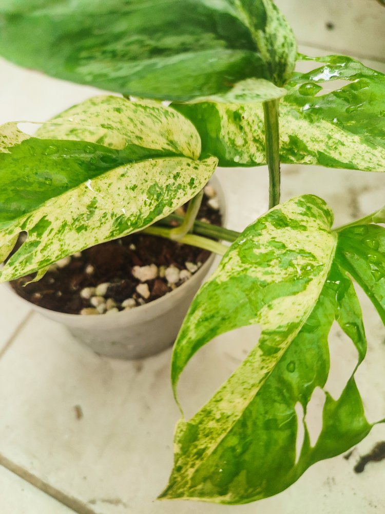Epipremnum Marble King
