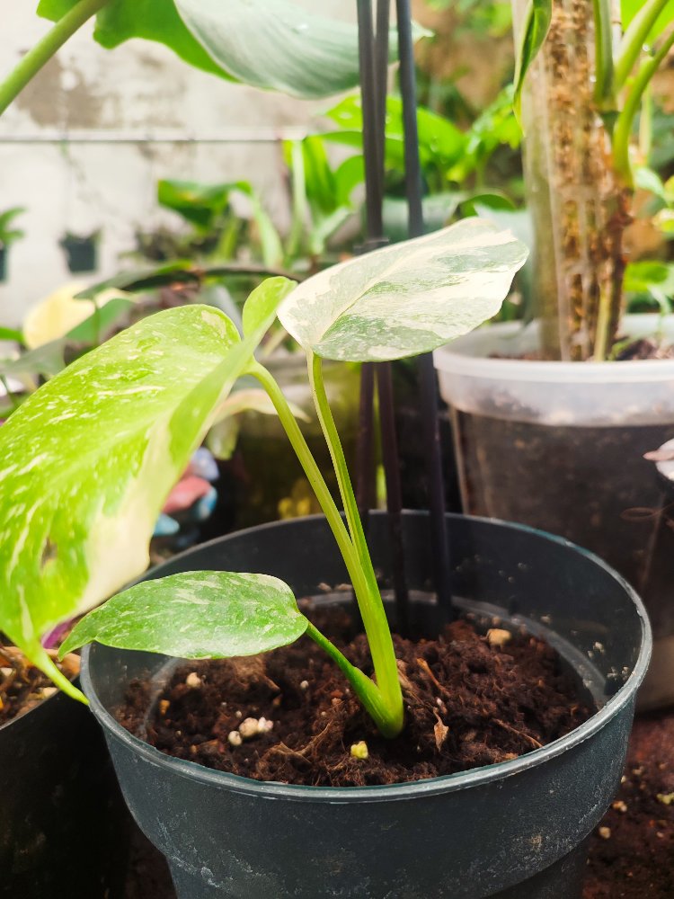Monstera Thai Constalation Cream Brulee