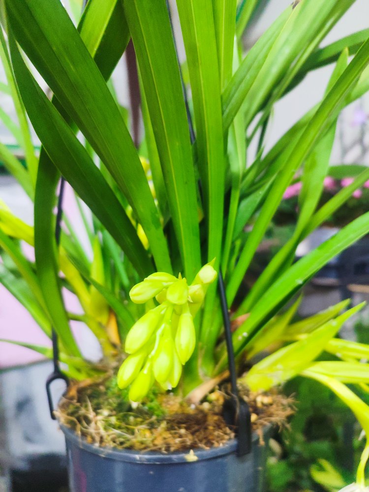 Cymbidium