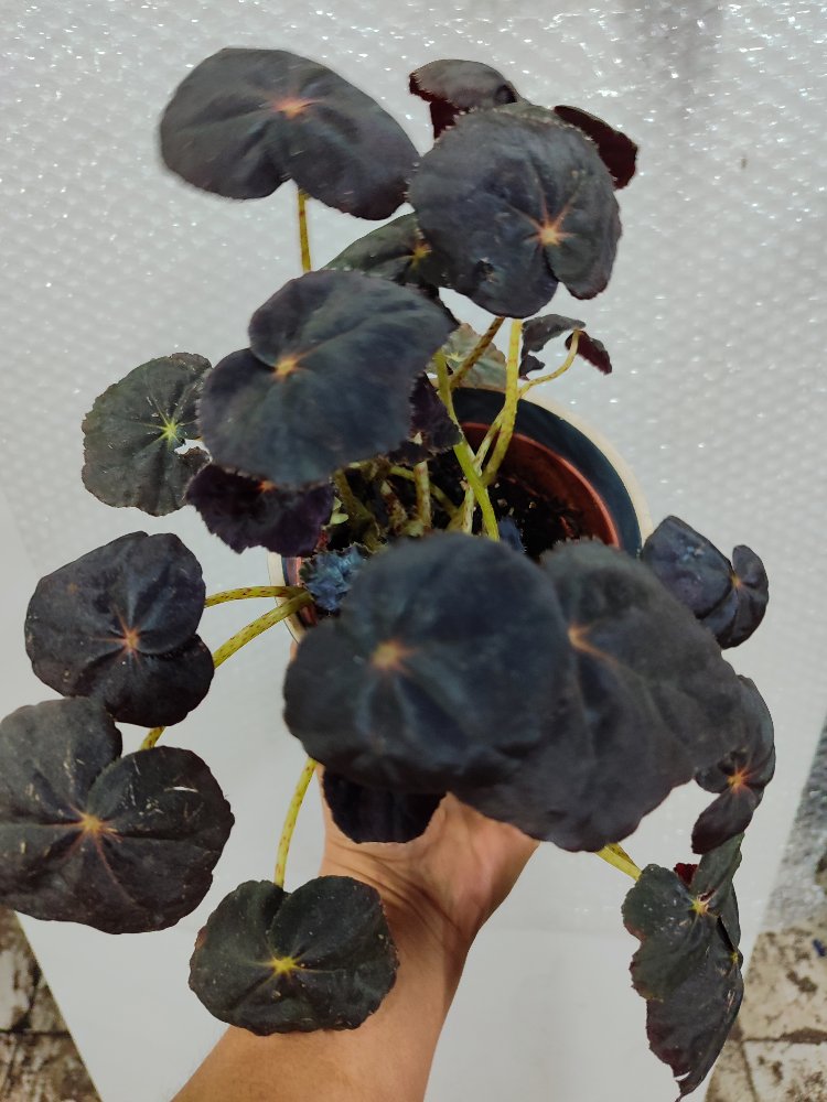 Begonia Red Conga