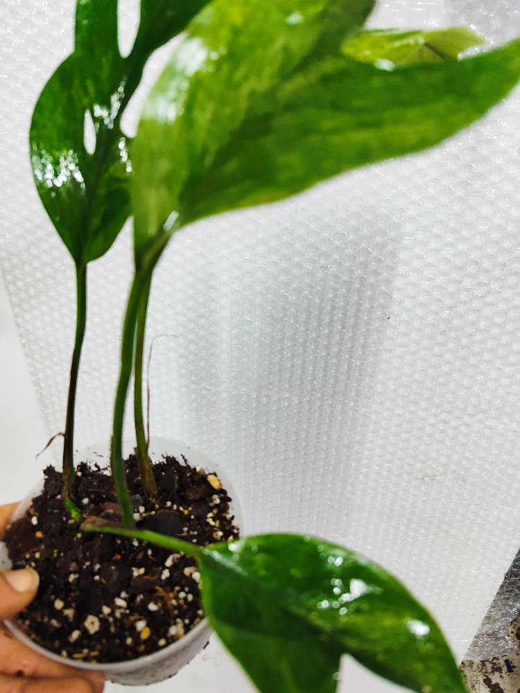Epipremnum Pinnatum Mint Variegata