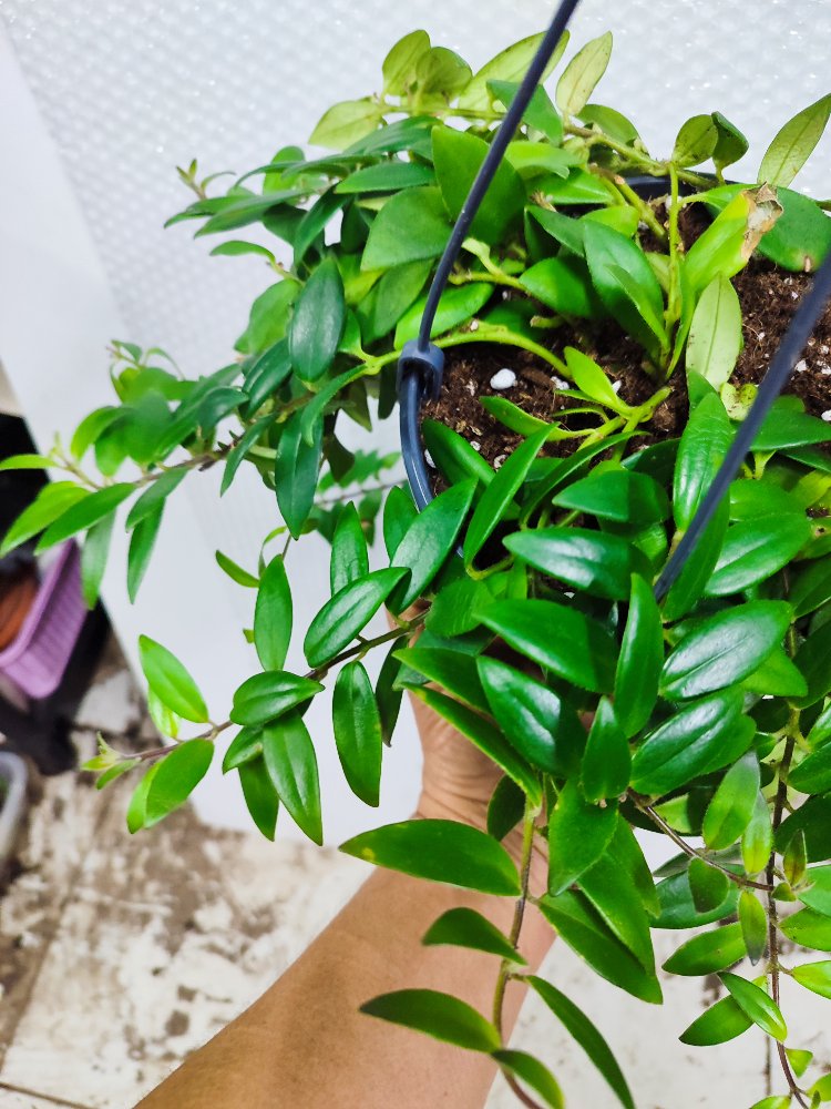 Tomurcuklu, buyuk boy Ruj Cicegi #aeschinantusradicans