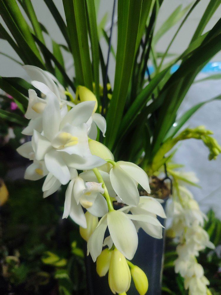 Cymbidium