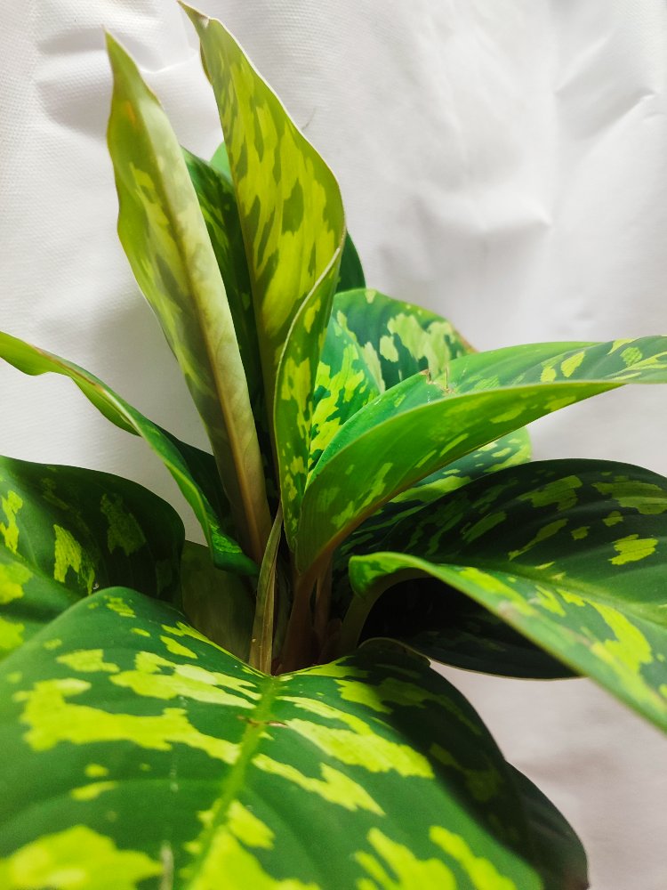 Homolomena camuflage